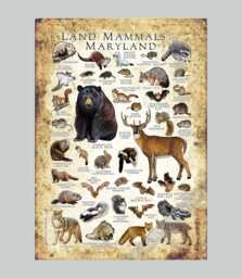 Maryland Mammals Poster Print Field Guide Art, Signed - thumbnail 1