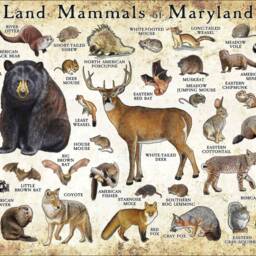 Maryland Mammals Poster Print Field Guide Art, Signed - thumbnail 3