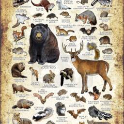 Maryland Mammals Poster Print Field Guide Art, Signed - thumbnail 2
