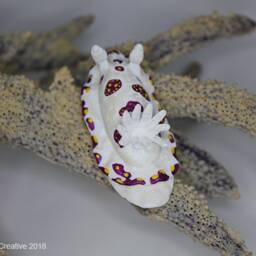 Caza The Nudibranch - Goniobranchus Cazae - thumbnail 3