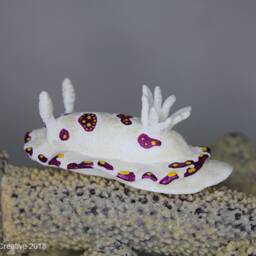 Caza The Nudibranch - Goniobranchus Cazae - thumbnail 2
