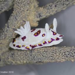 Caza The Nudibranch - Goniobranchus Cazae - thumbnail 4