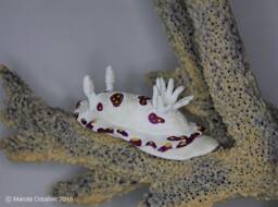 Caza The Nudibranch - Goniobranchus Cazae - thumbnail 1