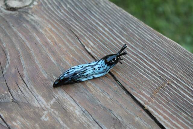 Spotted Slug Glass Sculpture Glass Slug Lampwork Glass Animals Handcrafted Snail - image 1