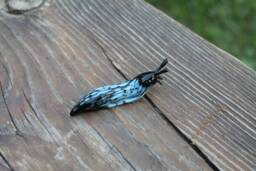 Spotted Slug Glass Sculpture Glass Slug Lampwork Glass Animals Handcrafted Snail