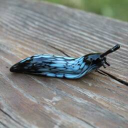 Spotted Slug Glass Sculpture Glass Slug Lampwork Glass Animals Handcrafted Snail - thumbnail 4