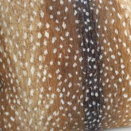 "Antelope in ""Fawn" - thumbnail 3