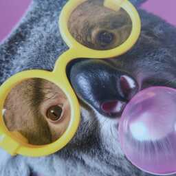 Funny Animal Wall Art Pink Koala Bubble Gum - A4 A3 A2 Festival Merch - thumbnail 2