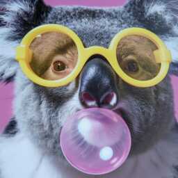 Funny Animal Wall Art Pink Koala Bubble Gum - A4 A3 A2 Festival Merch - thumbnail 3