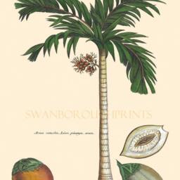 Tropical Coconut Palm Tree Art Print, Botanical Wall Decor - thumbnail 2