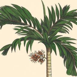 Tropical Coconut Palm Tree Art Print, Botanical Wall Decor - thumbnail 3