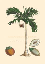 Tropical Coconut Palm Tree Art Print, Botanical Wall Decor - thumbnail 1