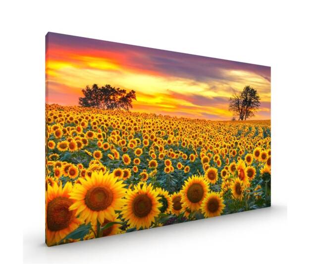 Sunflowers in A Meadow Canvas Or Poster Print Glossy Various Sizes - image 1