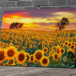Sunflowers in A Meadow Canvas Or Poster Print Glossy Various Sizes - thumbnail 2