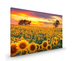 Sunflowers in A Meadow Canvas Or Poster Print Glossy Various Sizes - thumbnail 1