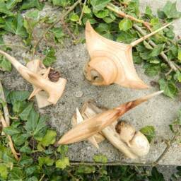 Hand Carved Wooden Shark/ Manta Ray - Great White, Hammer Head, Ray, Set Of Three - thumbnail 2