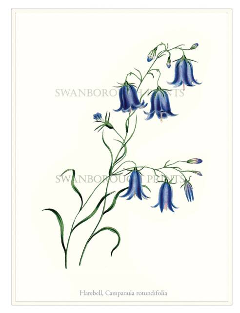 Blue Harebells Wall Art Print Flowers - image 1