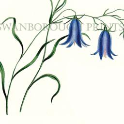 Blue Harebells Wall Art Print Flowers - thumbnail 3