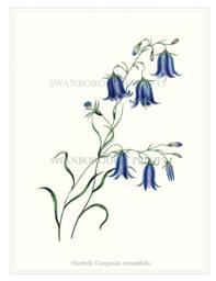 Blue Harebells Wall Art Print Flowers - thumbnail 1