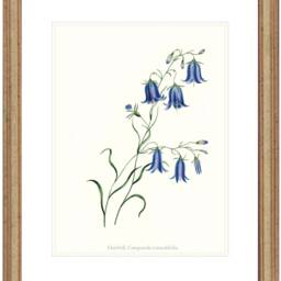Blue Harebells Wall Art Print Flowers - thumbnail 4