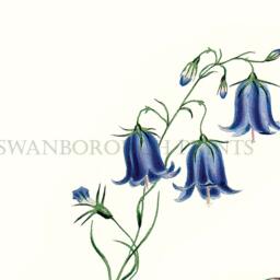 Blue Harebells Wall Art Print Flowers - thumbnail 2