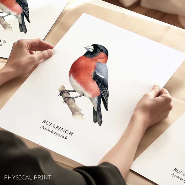 British Garden Birds, Bullfinch Print, Bird Lover Gift, Watching, Illustration, Wall Decor - image 1