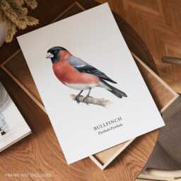 British Garden Birds, Bullfinch Print, Bird Lover Gift, Watching, Illustration, Wall Decor - thumbnail 2