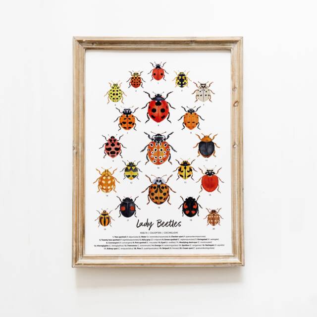 Lady Beetles Art Print - Ladybugs, Ladybirds Living Room, Nursery Wall D??cor Prints Poster Gift For Girl Nature Watercolour Painting - image 1