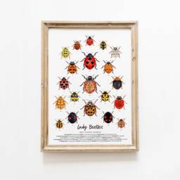 Lady Beetles Art Print - Ladybugs, Ladybirds Living Room, Nursery Wall D??cor Prints Poster Gift For Girl Nature Watercolour Painting - thumbnail 1