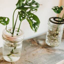 Mason Jar Propagation Topper Houseplant Cuttings Lid Insert - thumbnail 3