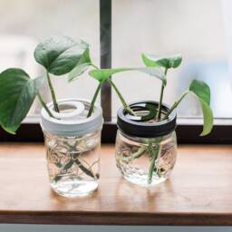 Mason Jar Propagation Topper Houseplant Cuttings Lid Insert - thumbnail 2