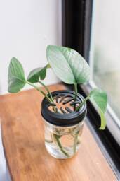 Mason Jar Propagation Topper Houseplant Cuttings Lid Insert