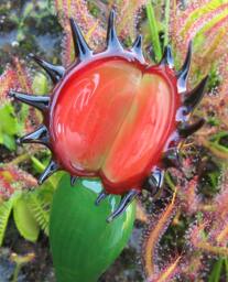 Venus Flytrap Solid Color Glass Dark Green