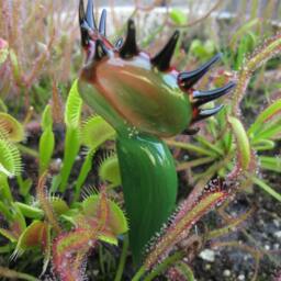 Venus Flytrap Solid Color Glass Dark Green - thumbnail 3