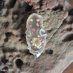 Mida The Nudibranch - Felimida Marislae - thumbnail 3