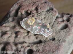 Mida The Nudibranch - Felimida Marislae