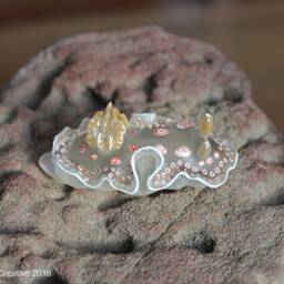 Mida The Nudibranch - Felimida Marislae - thumbnail 4