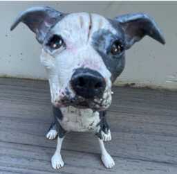Personalized Pet Clay Folk Art Sculpture Or Memorial Based On Your Pets Photo - thumbnail 1