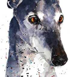 Whippet Print 17x12cm - White Rustic Frame - Sighthound Wall Art, Gift For Owners - thumbnail 4