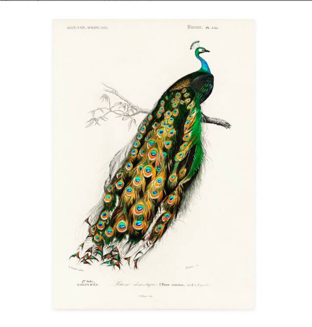 Vintage Peacock Print, Nature Print