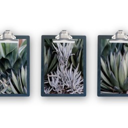 Printable Wall Art, Greenery, Photography, Instant Download, Decor, Boho, Photo, Print - thumbnail 4