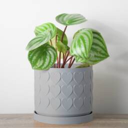 "Heart Planter With Drainage & Saucer in Gray, Cute 3D-Printed Plant Pot, Small To Large Sizes 4"" 5"" 6"" 7"" 8" - thumbnail 2