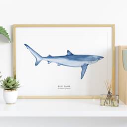 Blue Shark Art Print - Watercolor Shark Living Room Wall D??cor Bathroom Sharks Of The World Prionace Glauca Gift - thumbnail 2