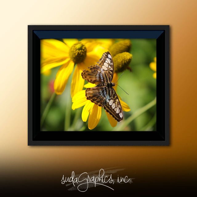 Printable Wall Art Butterfly Print #b04, Decor, Photo Closeup, Art, Print - image 1