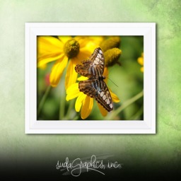 Printable Wall Art Butterfly Print #b04, Decor, Photo Closeup, Art, Print - thumbnail 2