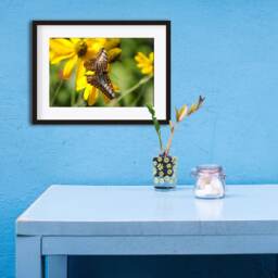 Printable Wall Art Butterfly Print #b04, Decor, Photo Closeup, Art, Print - thumbnail 3