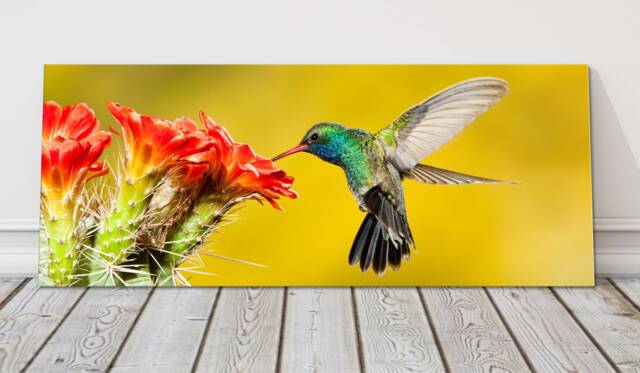 Hummingbird Canvas Print Cactus Flower Wildlife Art - Tropical Decor - image 1
