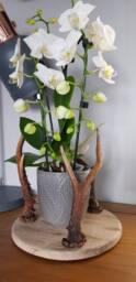 Wooden Candle Holder Plant /Vase Stand . Solid Oak With Antlers Rustic Bespoke Handmade .vases/Plants Etc Not Included - thumbnail 2