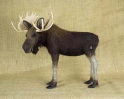 Made To Order Needle Felted Moose Custom Needle Felted Animal Sculpture
