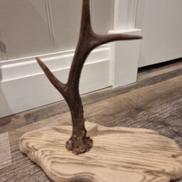 Antler Jewellery Holder Rustic Handmade - thumbnail 4